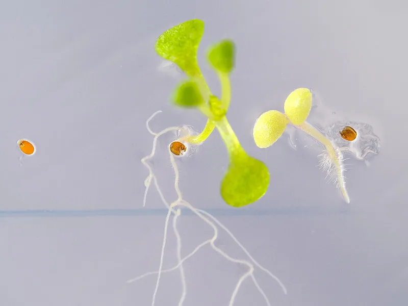 中国农业部批准转基因作物种植许可证:农业创新里程碑!