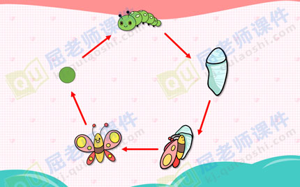 小班科学美丽的蝴蝶ppt图片