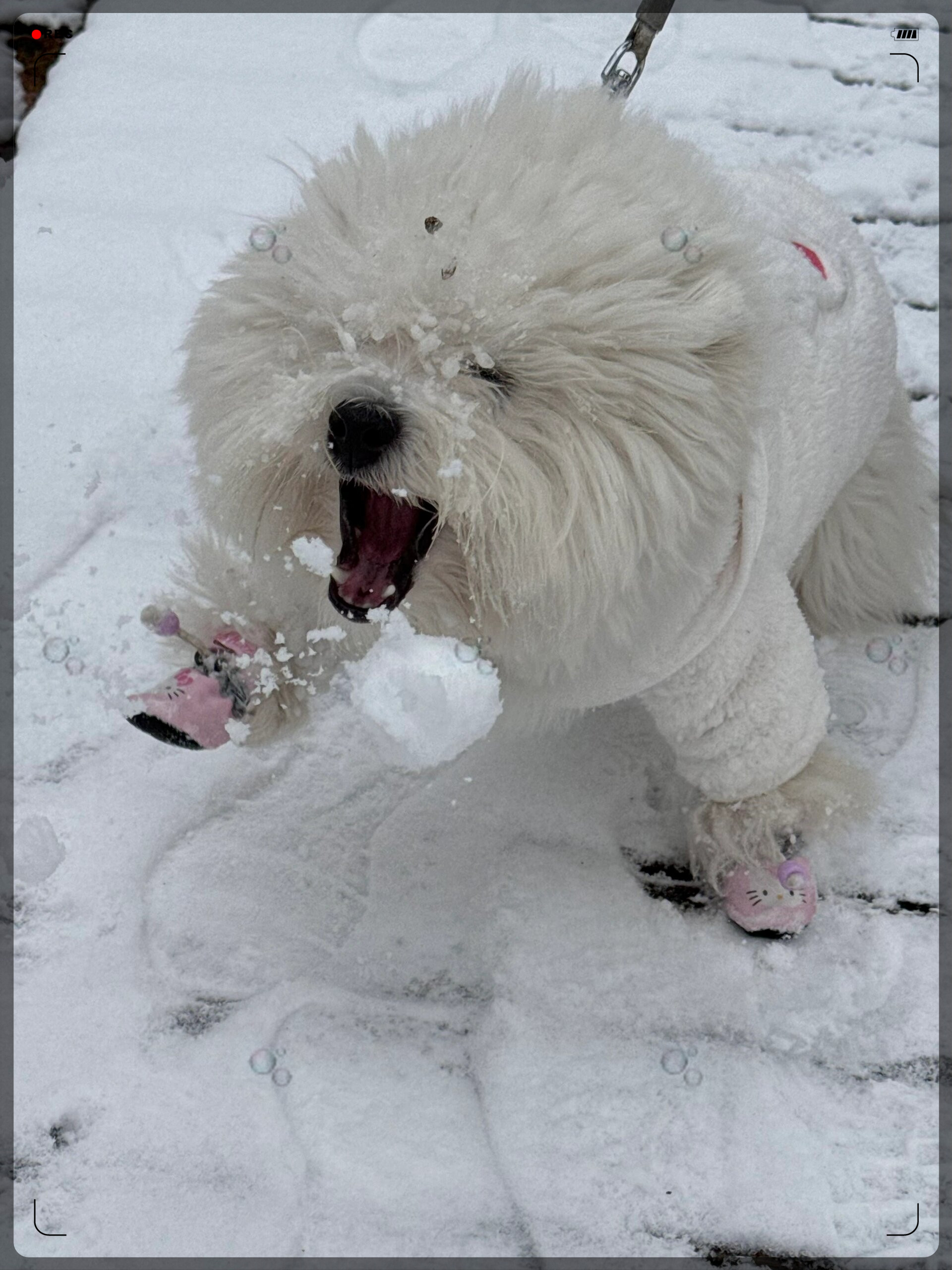 乌云盖雪的狗图片