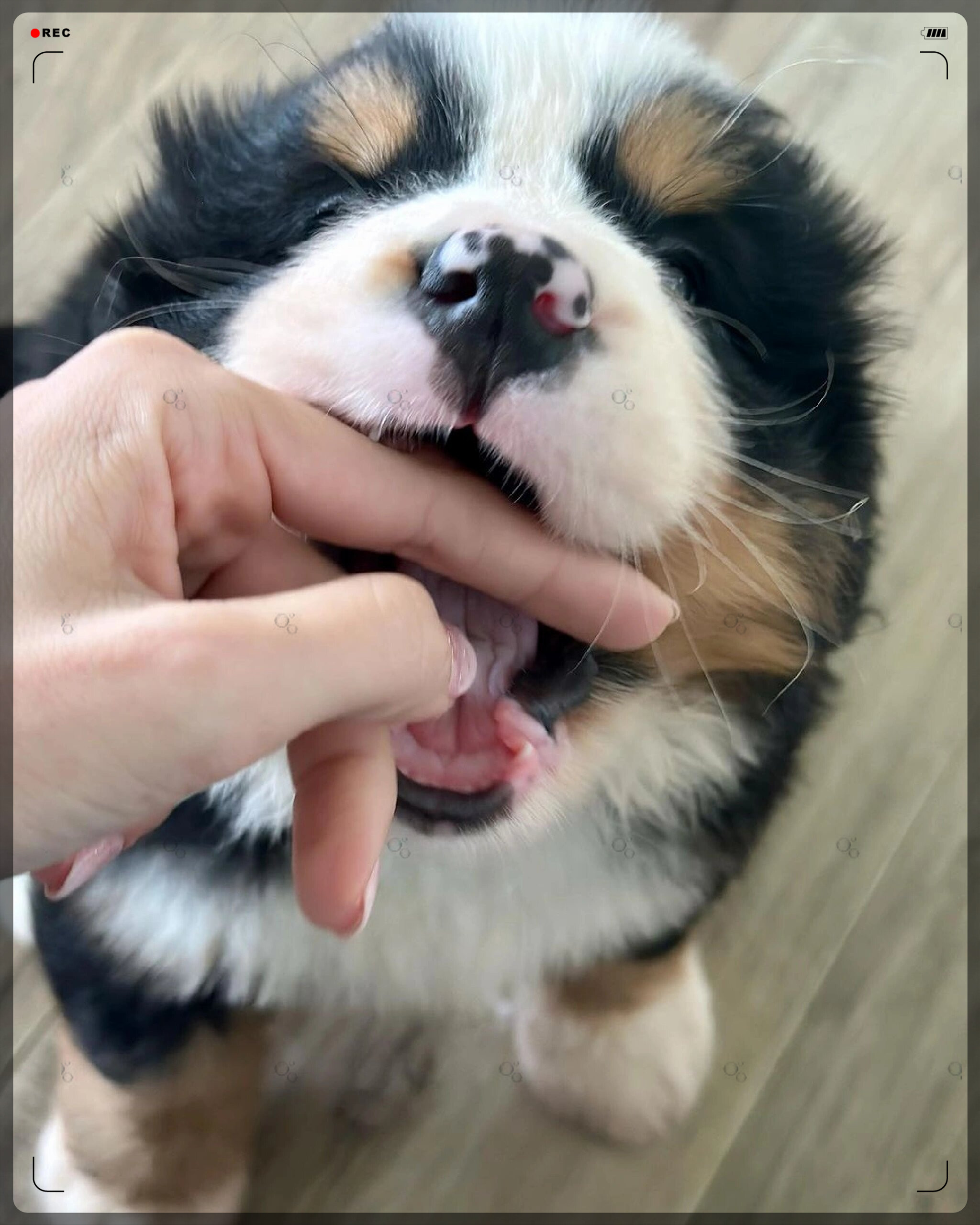 小人类的手手总是不乖,总爱玩伯仔的可爱小嘴,哼!
