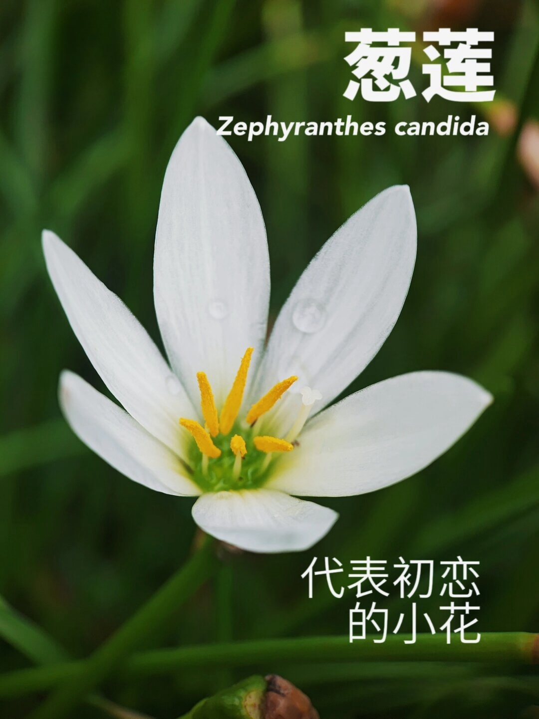 植物笔记代表初恋的花长这样