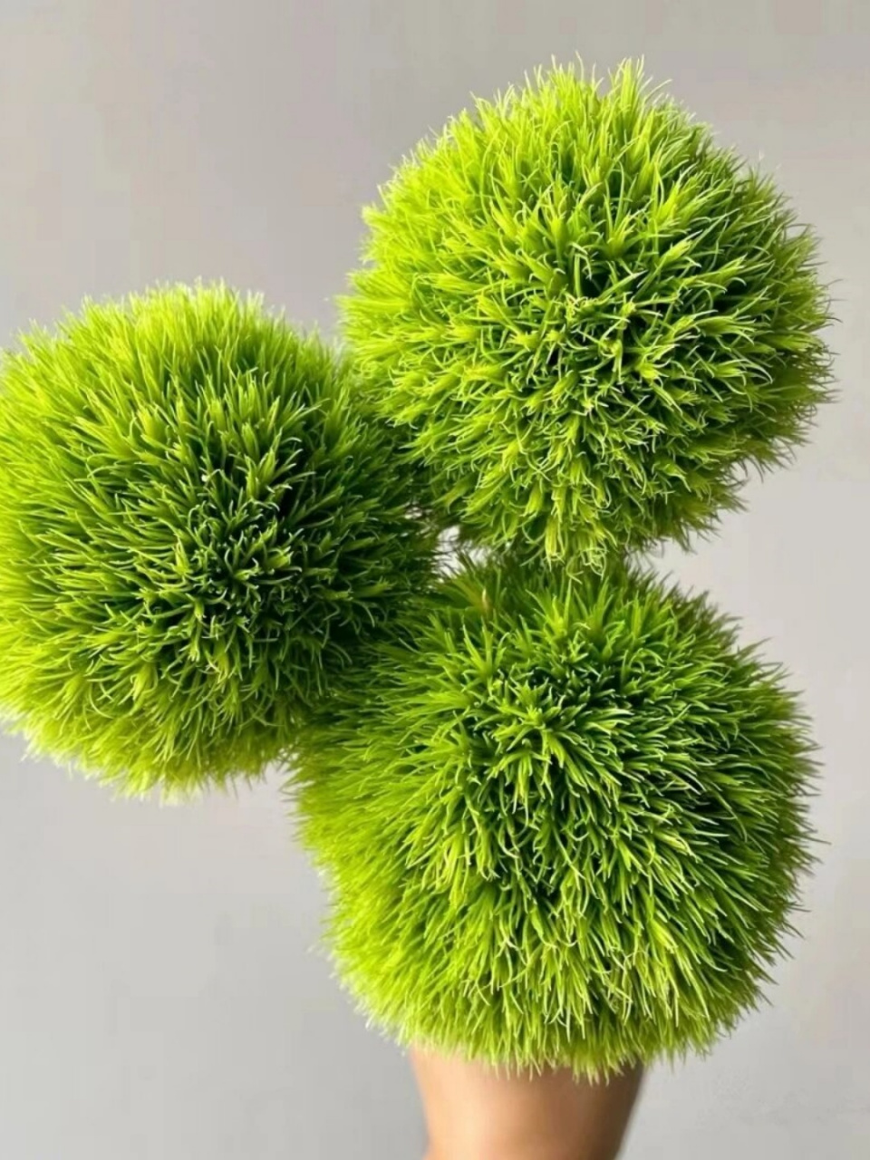 每天认识一种花:绿毛球  绿毛球  别称:绿石竹,绿毛康,石竹球 拉丁学