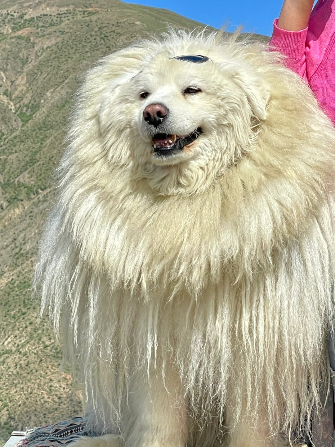 如果一只狗同时具有藏獒和萨摩耶的特征,那么它可能是这两个品种的