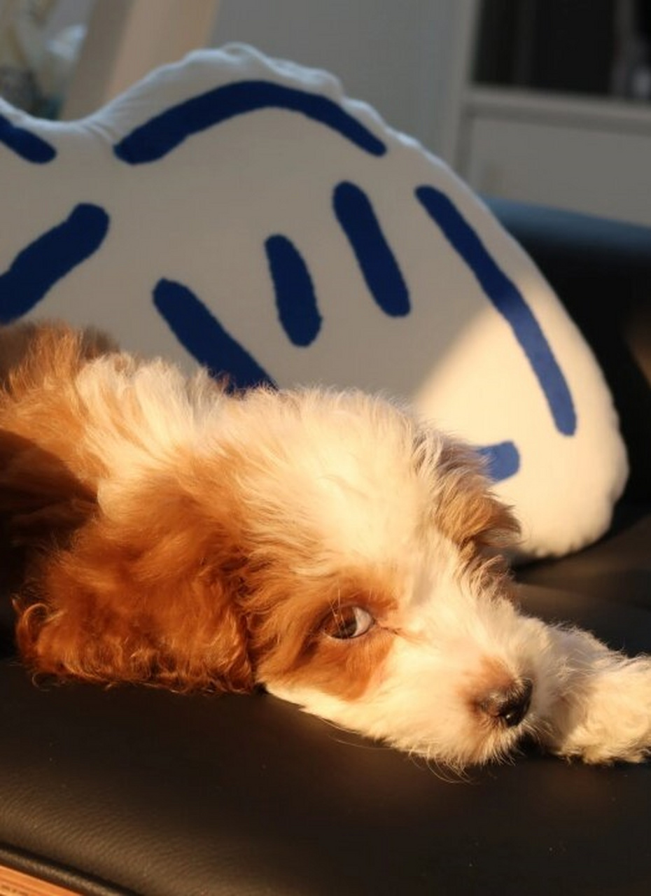 这是谁家的小机灵鬼  小狗,这些天真无邪的小生命,他们能有什么坏心思