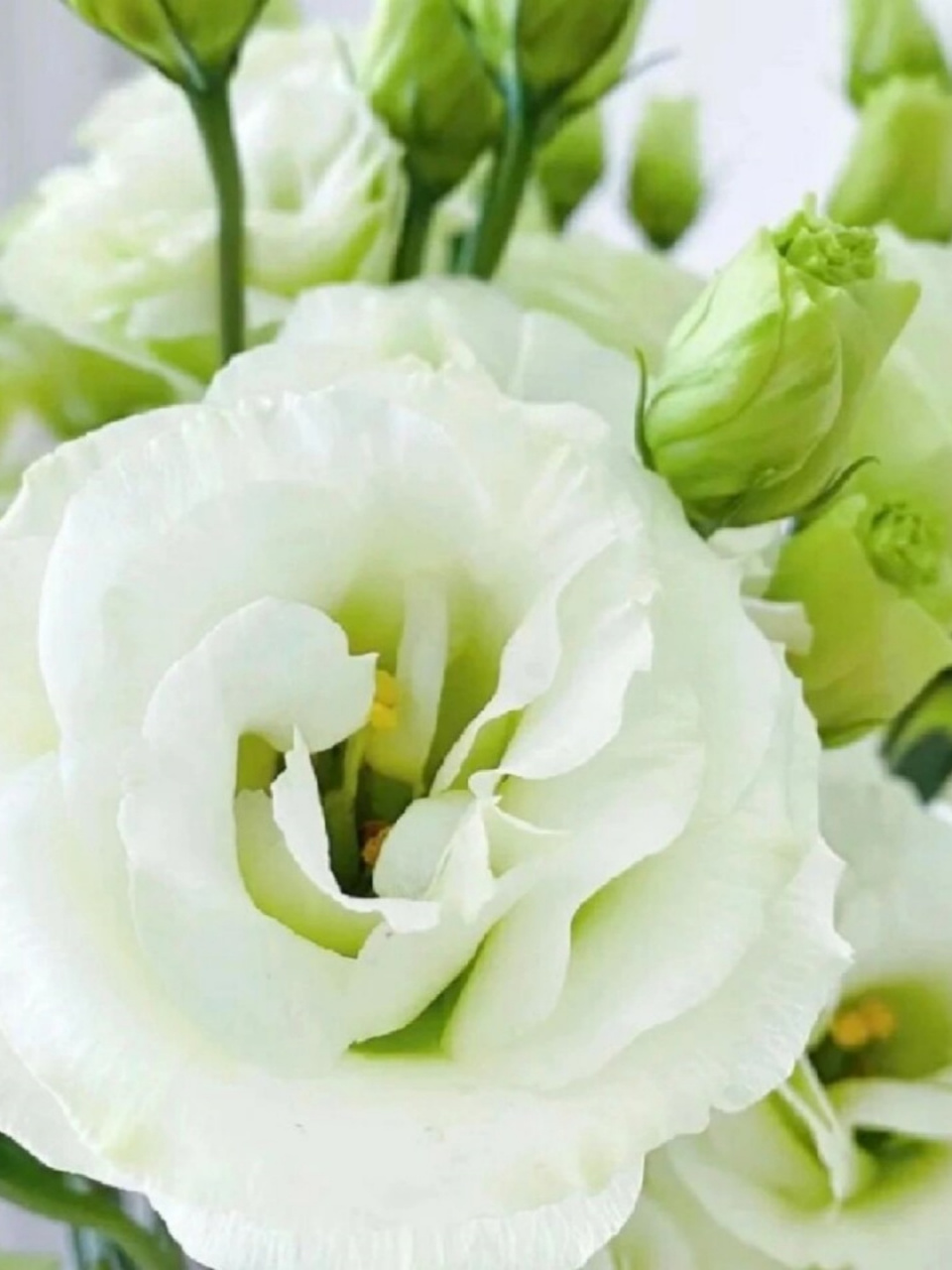 别名:草原龙胆,海土耳其桔梗,丽钵花,德州铃兰  科:龙胆科  属:洋桔梗