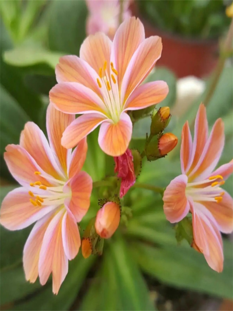 每日识花露微花   露薇花,别名琉维草,属于马齿苋科露薇花属.