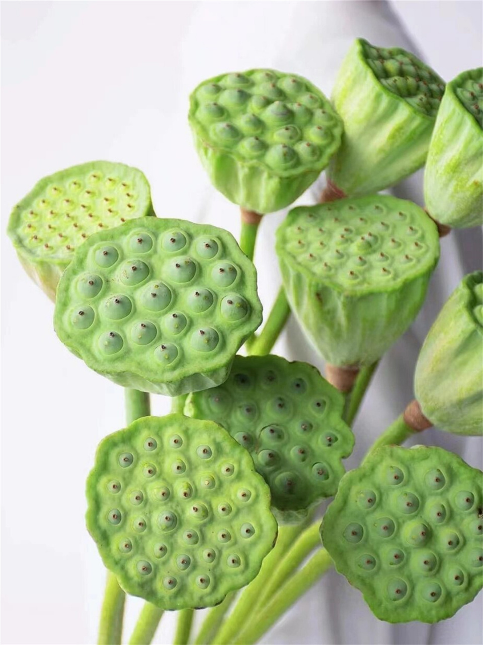 每天认识一种花莲蓬  莲蓬,别名莲子肉,藕实,水芝丹,莲蓬子,莲实,蓬肉