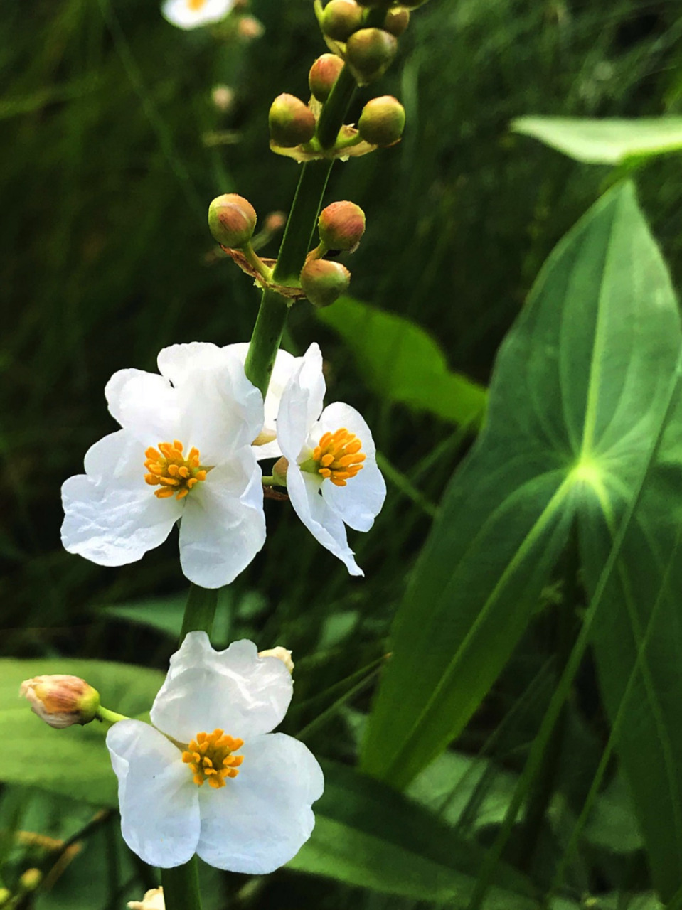 每日识花:茨菇  1.植物百科 茨菰(学名:sagittaria sagittifolia l.