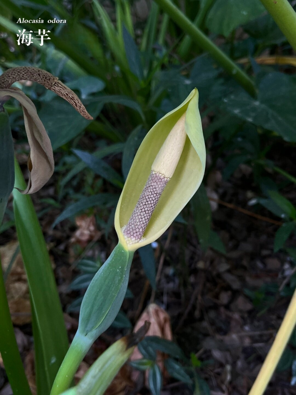 福州植物打标:"滴水观音"海芋  海芋:滴水观音的美丽与价值  海芋,学