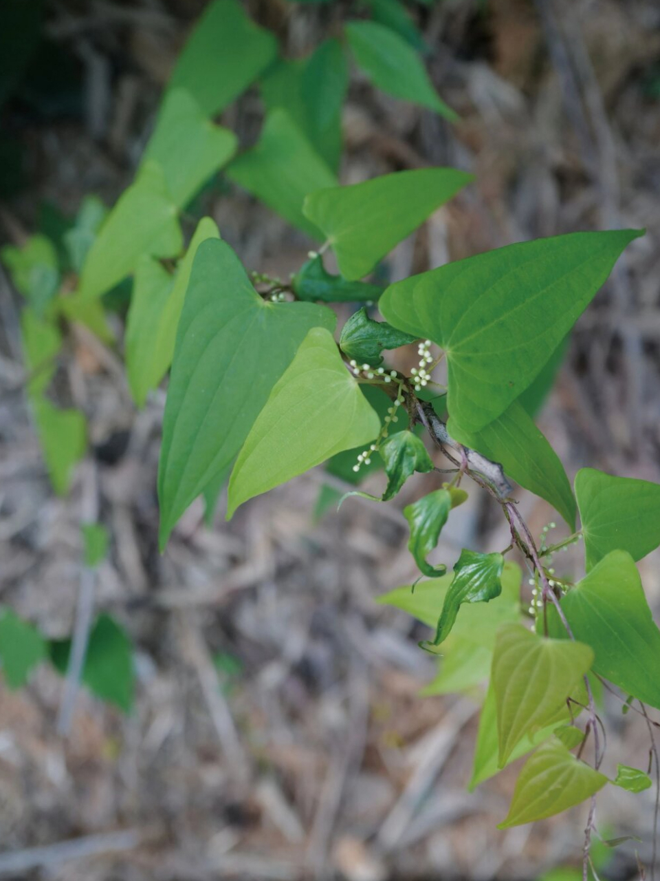 每天认识一种山间植物|野山药  野山药是薯蓣科薯蓣属的缠绕草质藤本