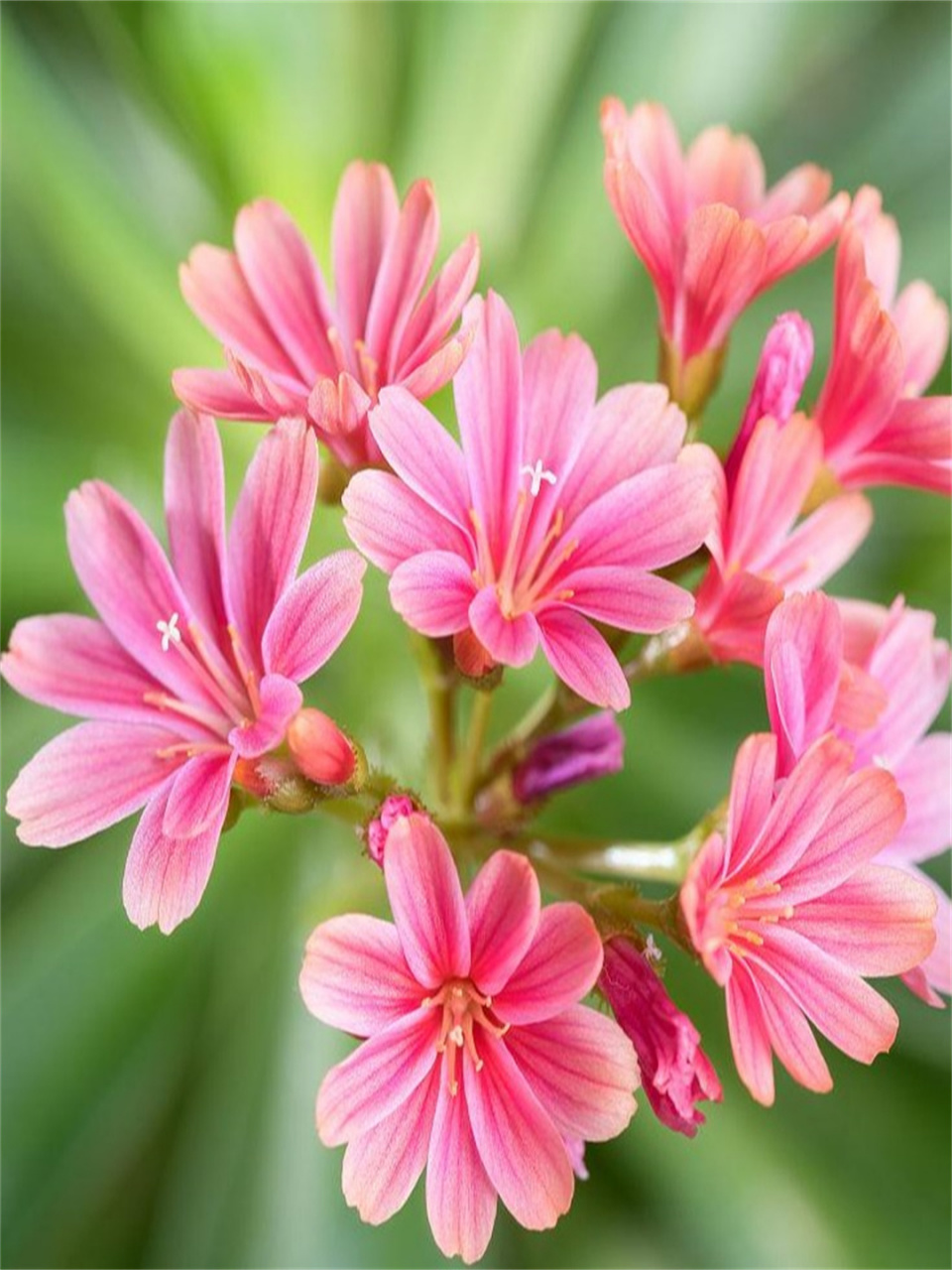 每日识花露微花   露薇花,别名琉维草,属于马齿苋科露薇花属.