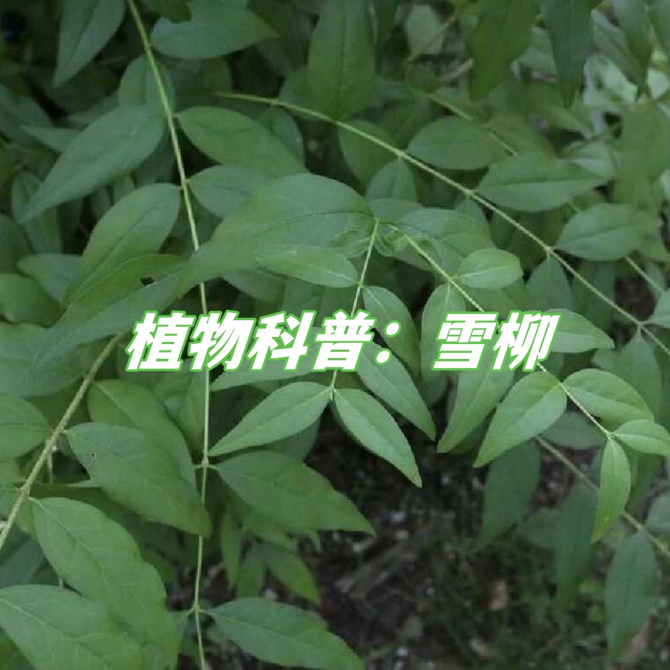 雪柳,属于木犀科雪柳属,是一种落叶灌木或小乔木