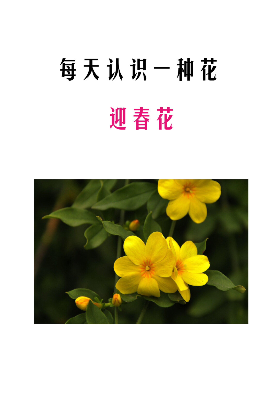 迎春花开花时间图片