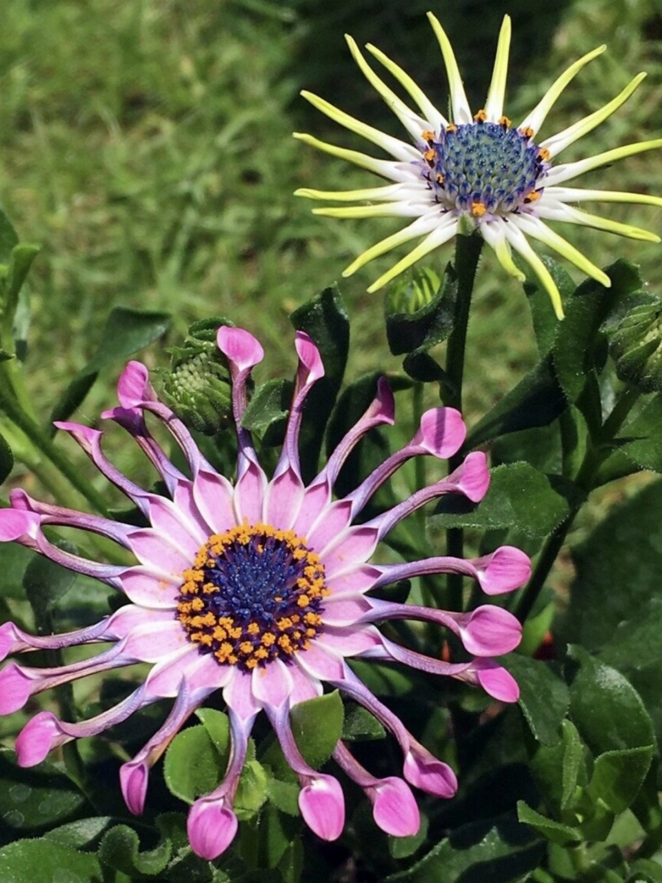 蓝目菊打顶图片