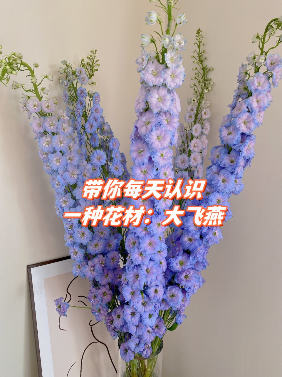 大飞燕  大飞燕,一个充满魅力和神秘的花卉品种,它的花语蕴含着正义与