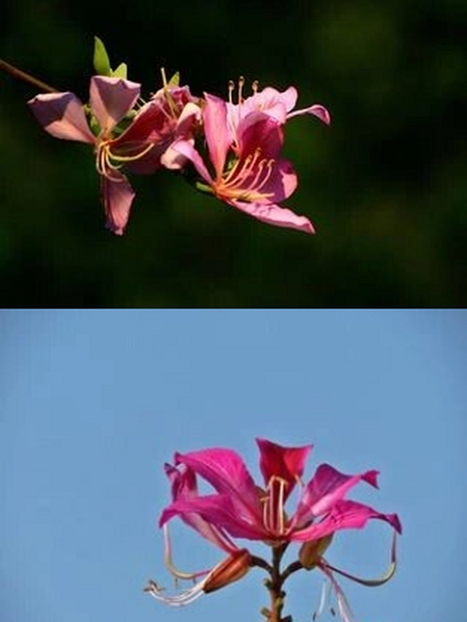 每天认识一种花‖紫荆花  紫荆花它的别名是红花紫荆,洋紫荆,红花羊蹄