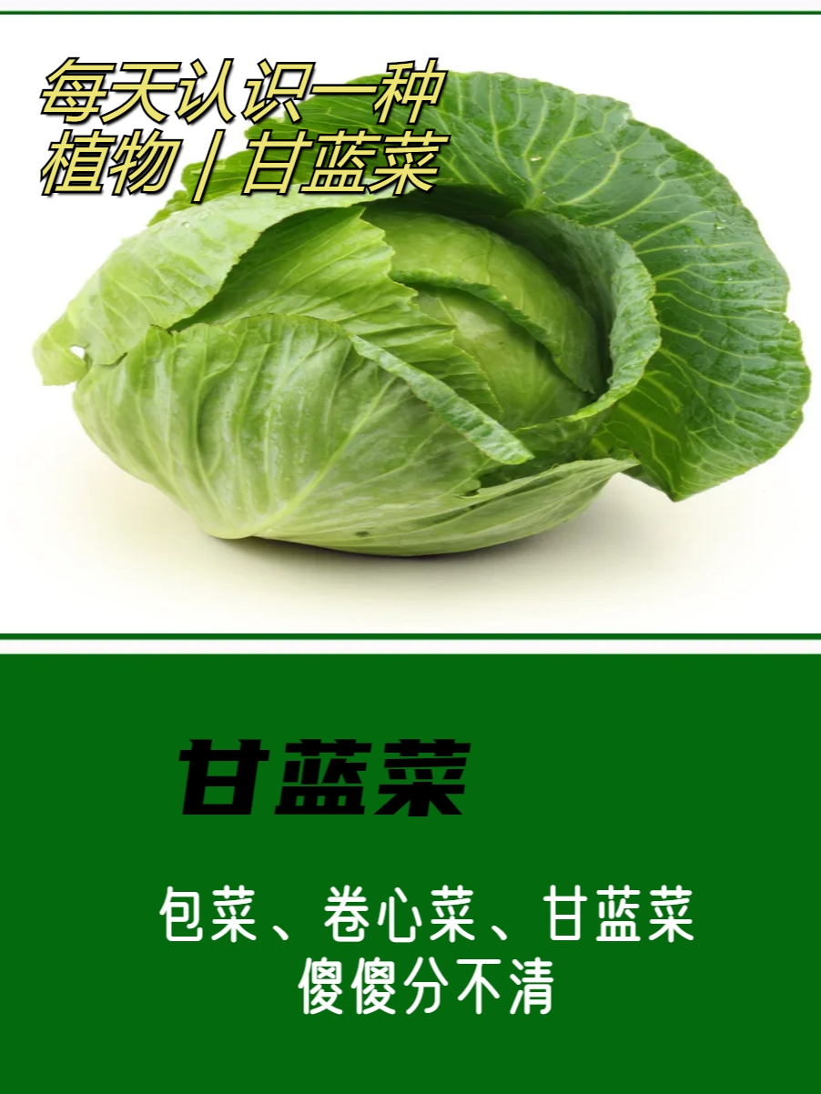 甘蓝菜的功效与作用图片