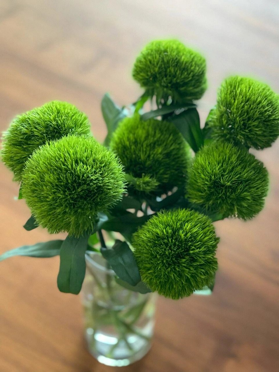 每天认识一种花:绿毛球  绿毛球  别称:绿石竹,绿毛康,石竹球 拉丁学