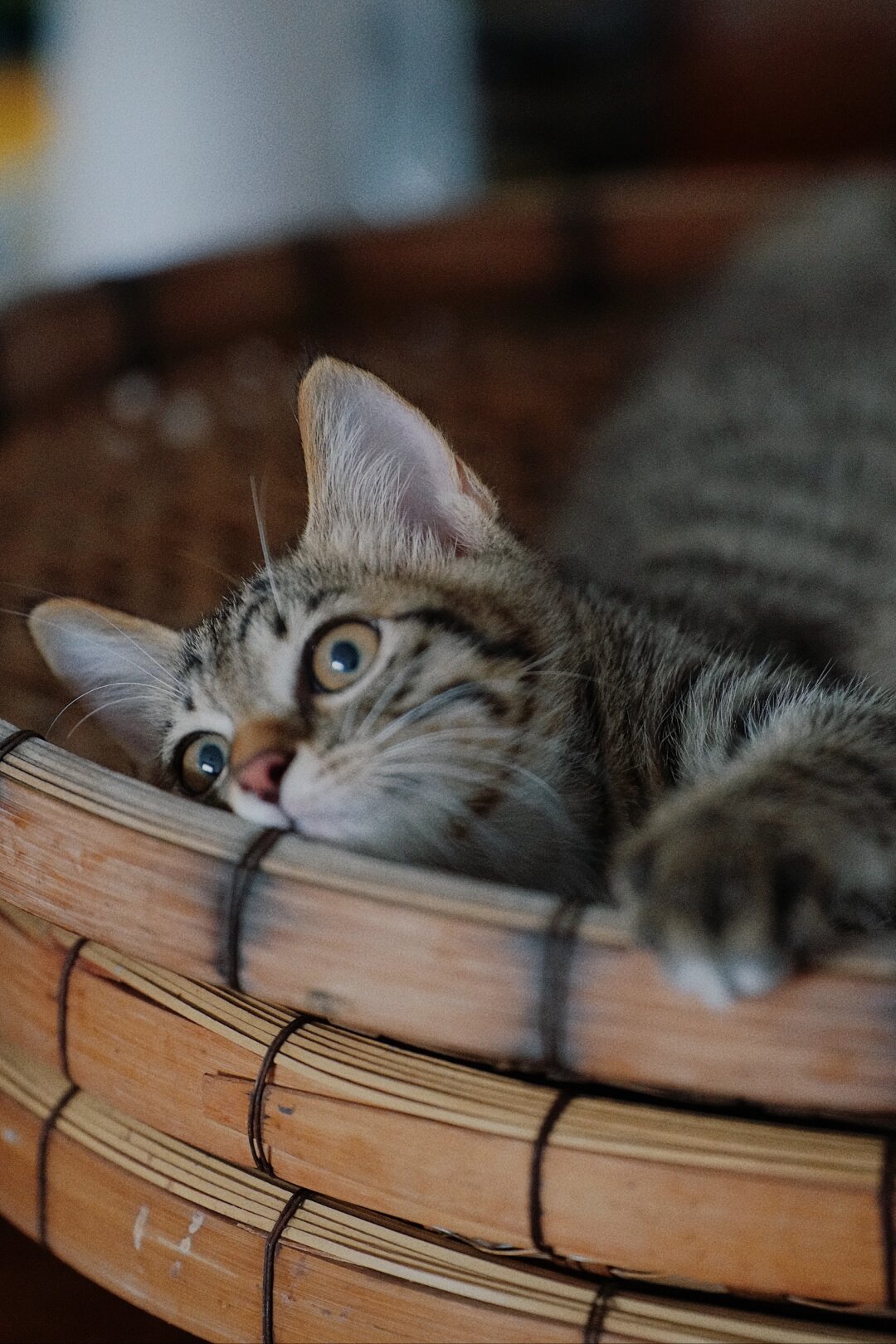 Qq个性背景只做你的猫的简单介绍