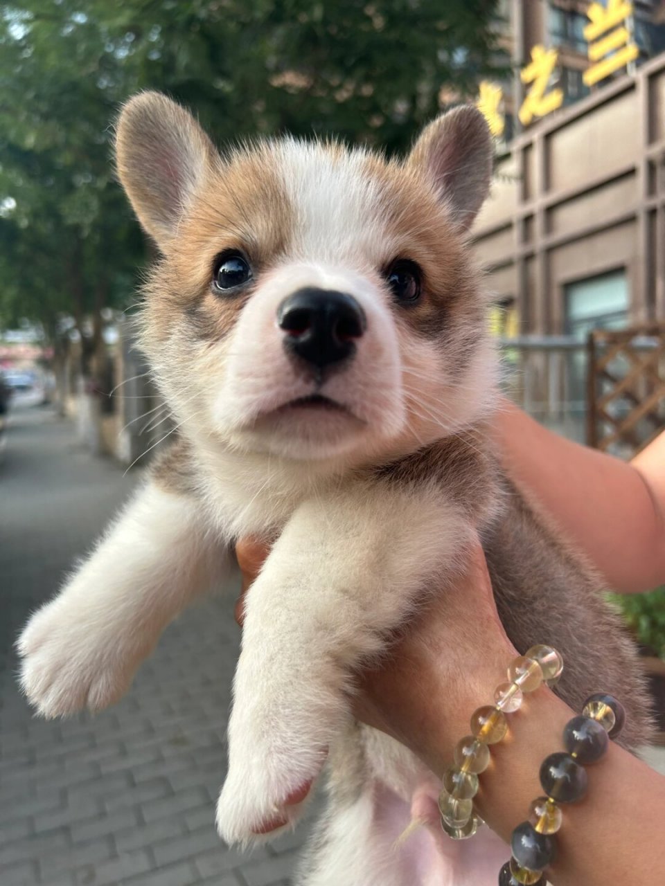 柯基尾巴太长了怎么办  首图的尾巴其实是拉长的啦,真正的尾巴样子请