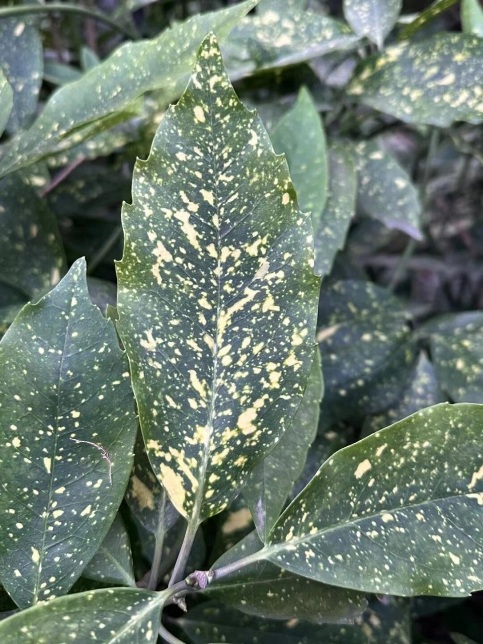 每天认识一种身边常见植物——花叶青木  花叶青木,又被称为洒金珊瑚