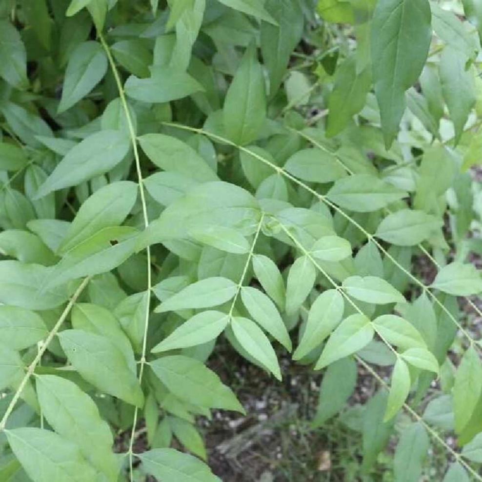 雪柳,属于木犀科雪柳属,是一种落叶灌木或小乔木