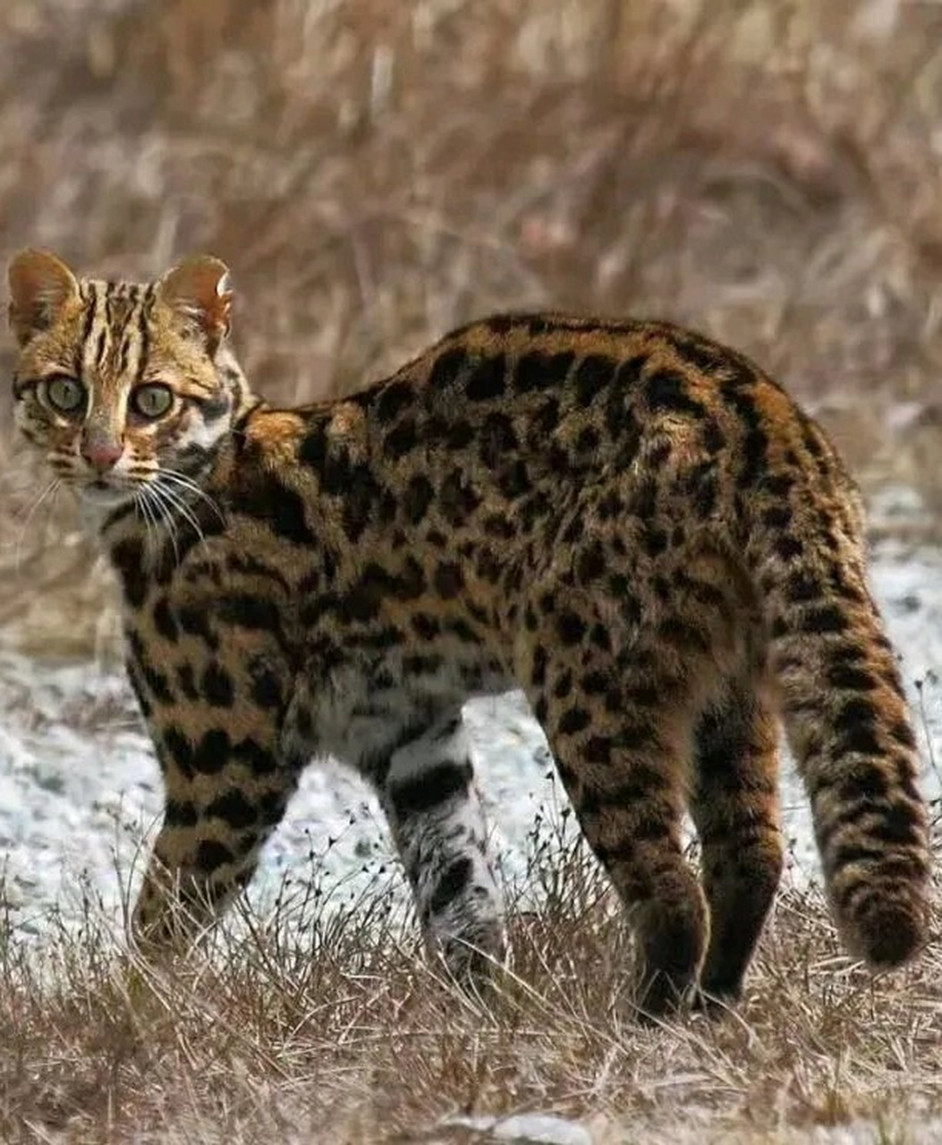 学名豹猫,也叫钱猫,麻狸等,是一种小型的猫科动物.成年之后的体重在1.