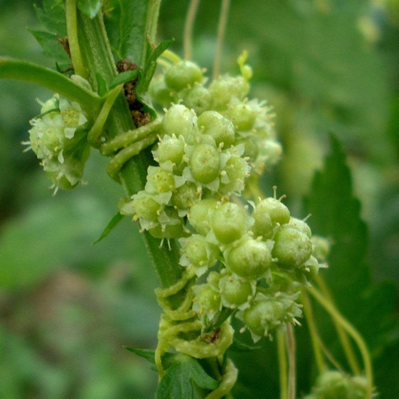 每日识花——菟丝子  菟丝子的奥秘 菟丝子,学名cuscuta chinensis,是
