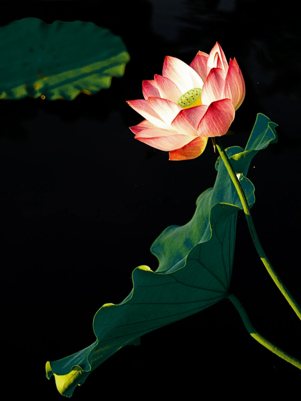 当无法使用长焦镜头拍摄荷花时,一种有效的方法是运用二次构图裁剪