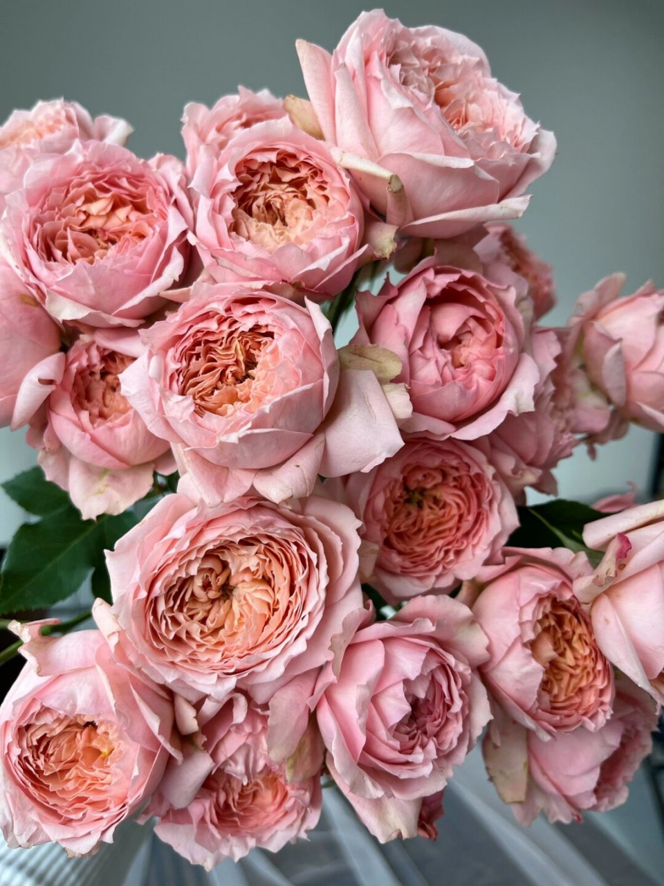 每日认识一种花材|朱丽叶塔多头玫瑰  朱丽叶塔多头玫瑰是一种美丽的