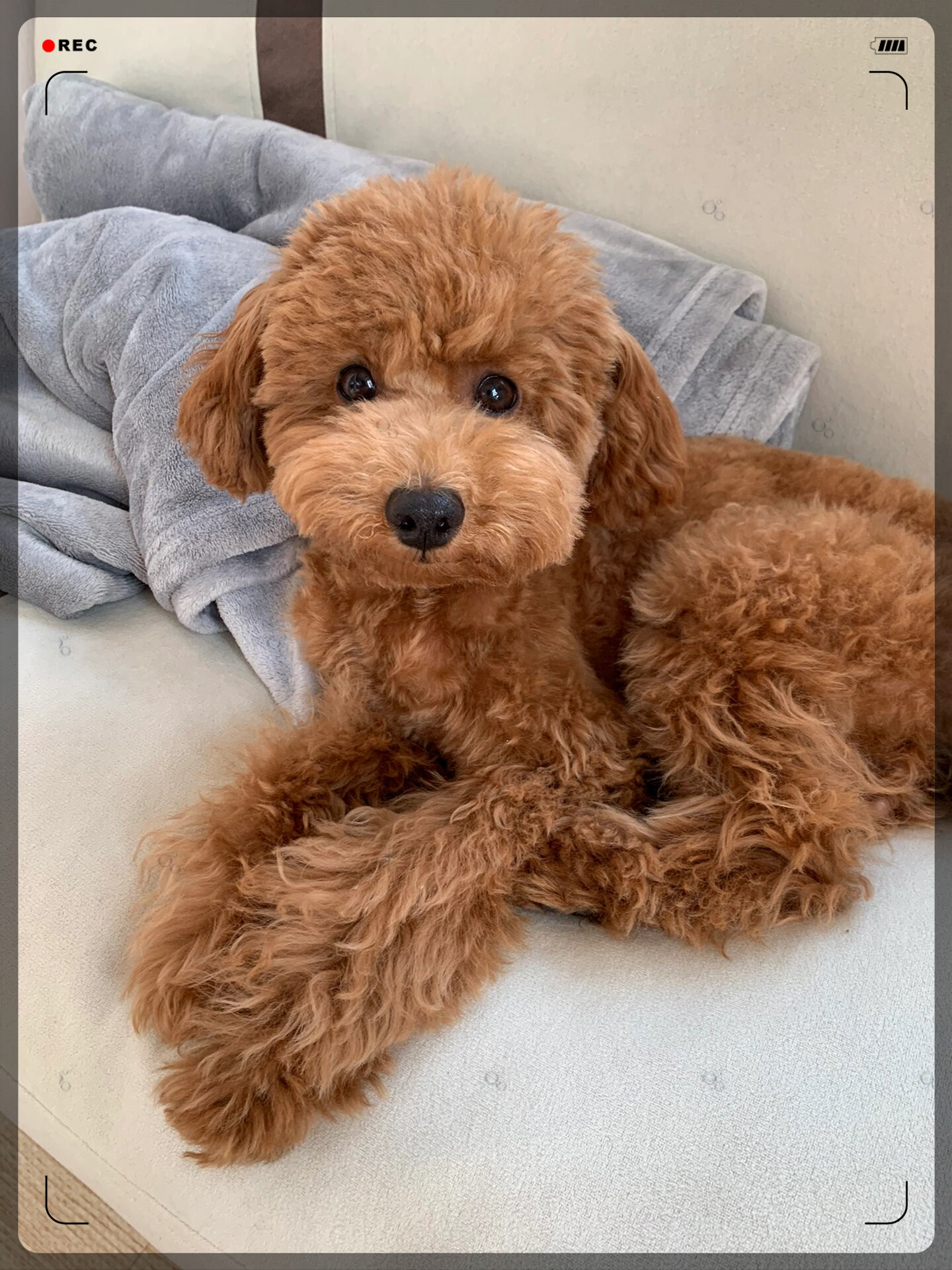 泰迪幼犬长大啦! 我家的玩具.@刘姐爱宠物的动态