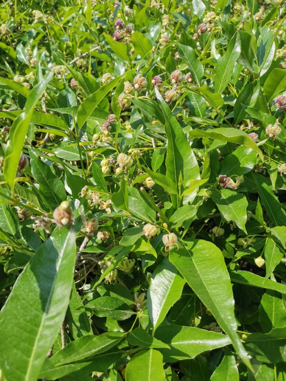 种子艺术家——杠柳  杠柳,又被称为山五加皮或北五加皮,是一种落叶蔓