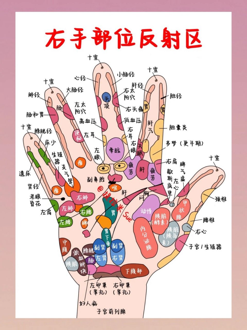 手部反射区穴位图  在中医理论中,双手手掌上分布着众多穴位,这些穴位