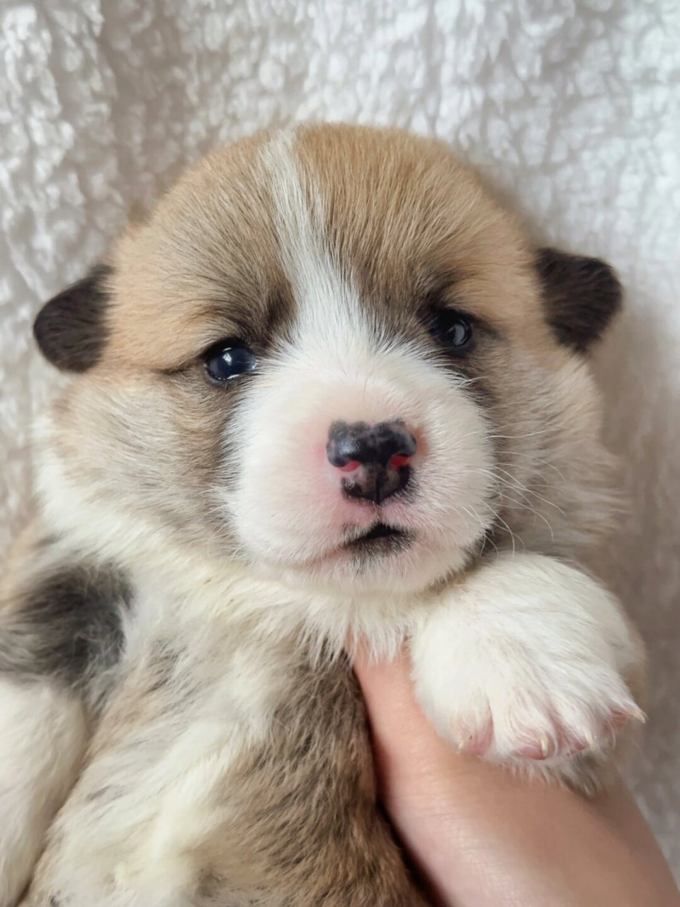 大家好,这是我的狗朋狗友  一只可爱的奶油脸柯基妹妹,她拥有迷人的小