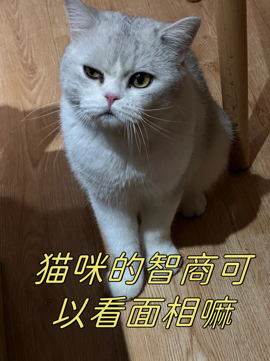 长得像猫的女生面相图片