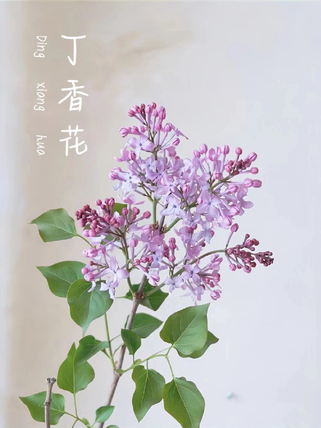 每天认识一种花丁香花