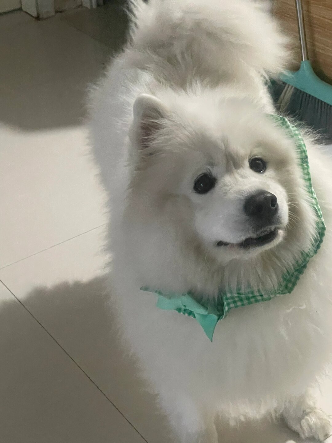 狗狗眼巴巴地望着我仿佛在说主人你能不能别光顾着自己吃啊?