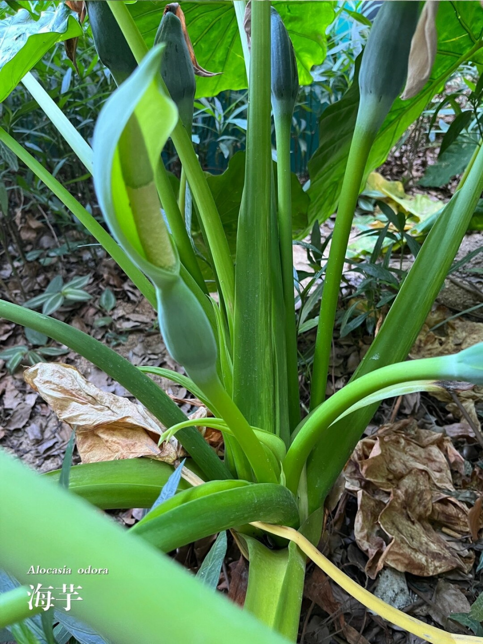 福州植物打标:"滴水观音"海芋  海芋:滴水观音的美丽与价值  海芋,学