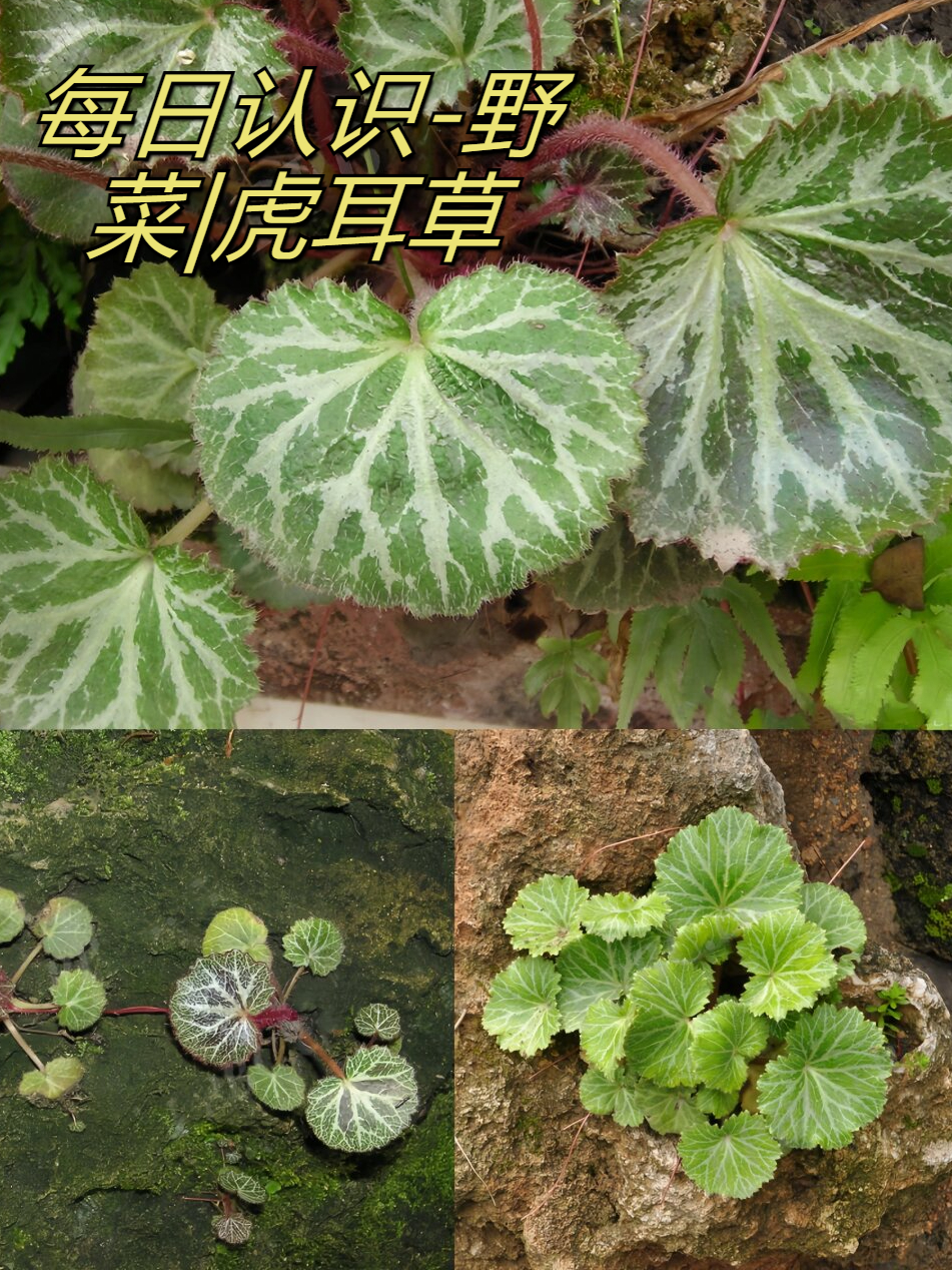野菜|虎耳草,典籍记载:微苦辛,寒,小毒!