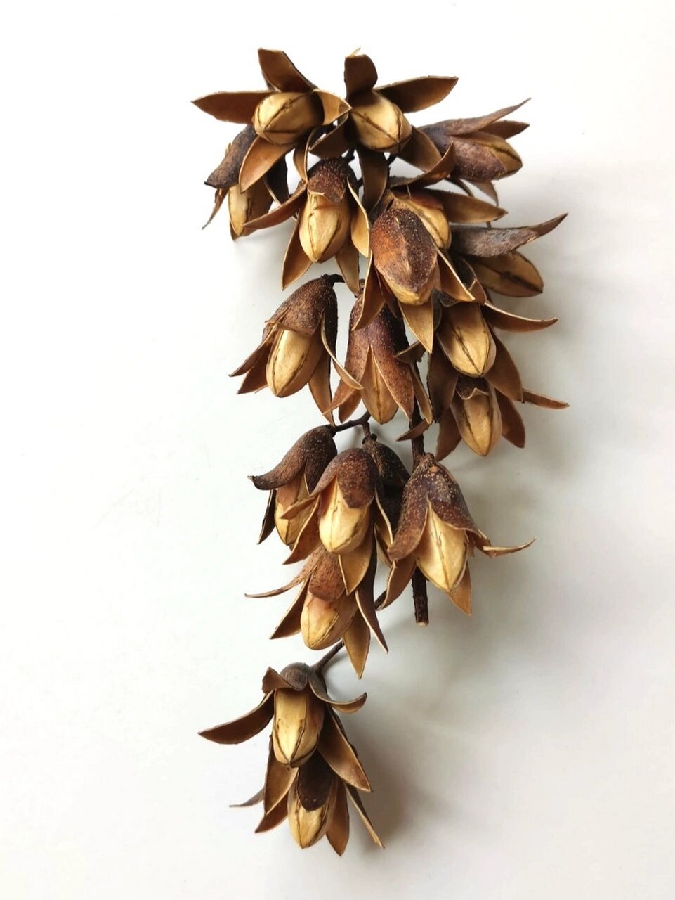 植物分享|奇异种子  香椿子,它的别名是椿树子,香椿铃,香铃子;界:植物