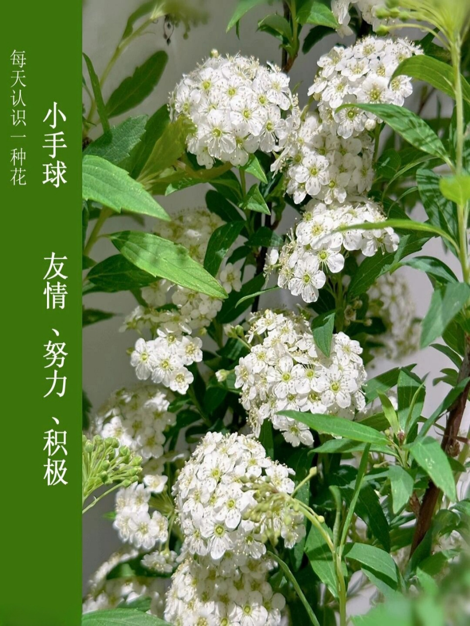 每天认识一种花:小手球  小手球  别名:柳叶绣线菊,蚂蝗草,珍珠梅,马
