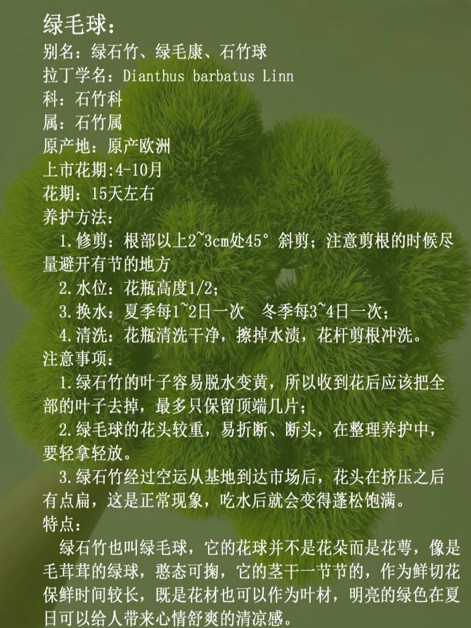 绿石竹花语绿毛球图片