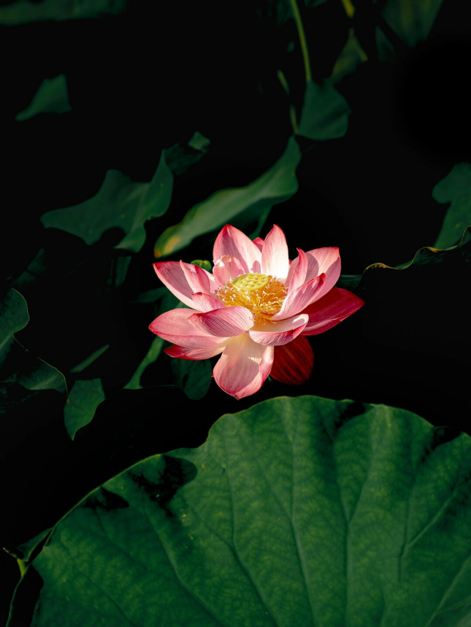 当无法使用长焦镜头拍摄荷花时,一种有效的方法是运用二次构图裁剪