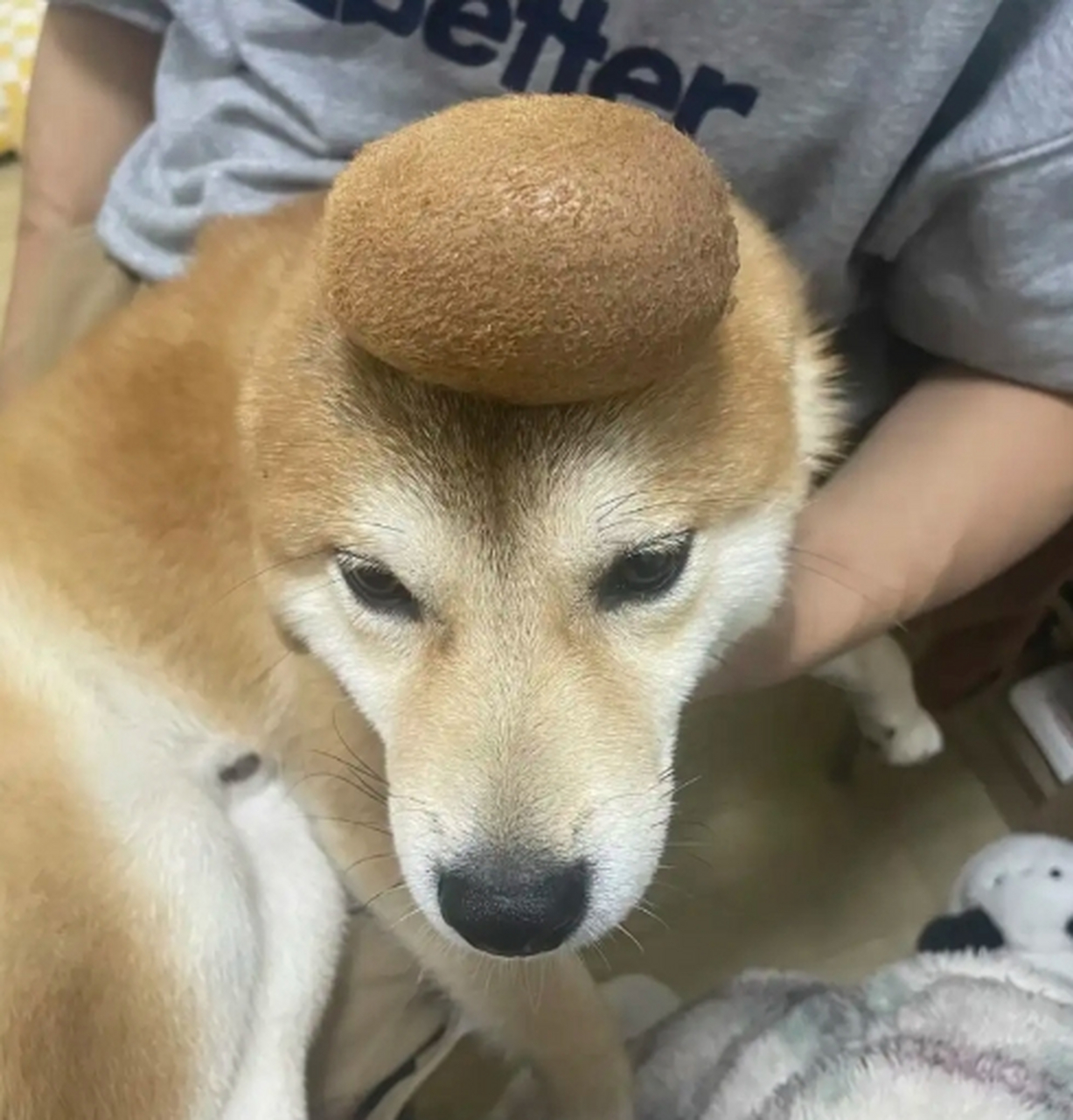 狗狗脑袋上鼓了个大包,现在该怎么办?