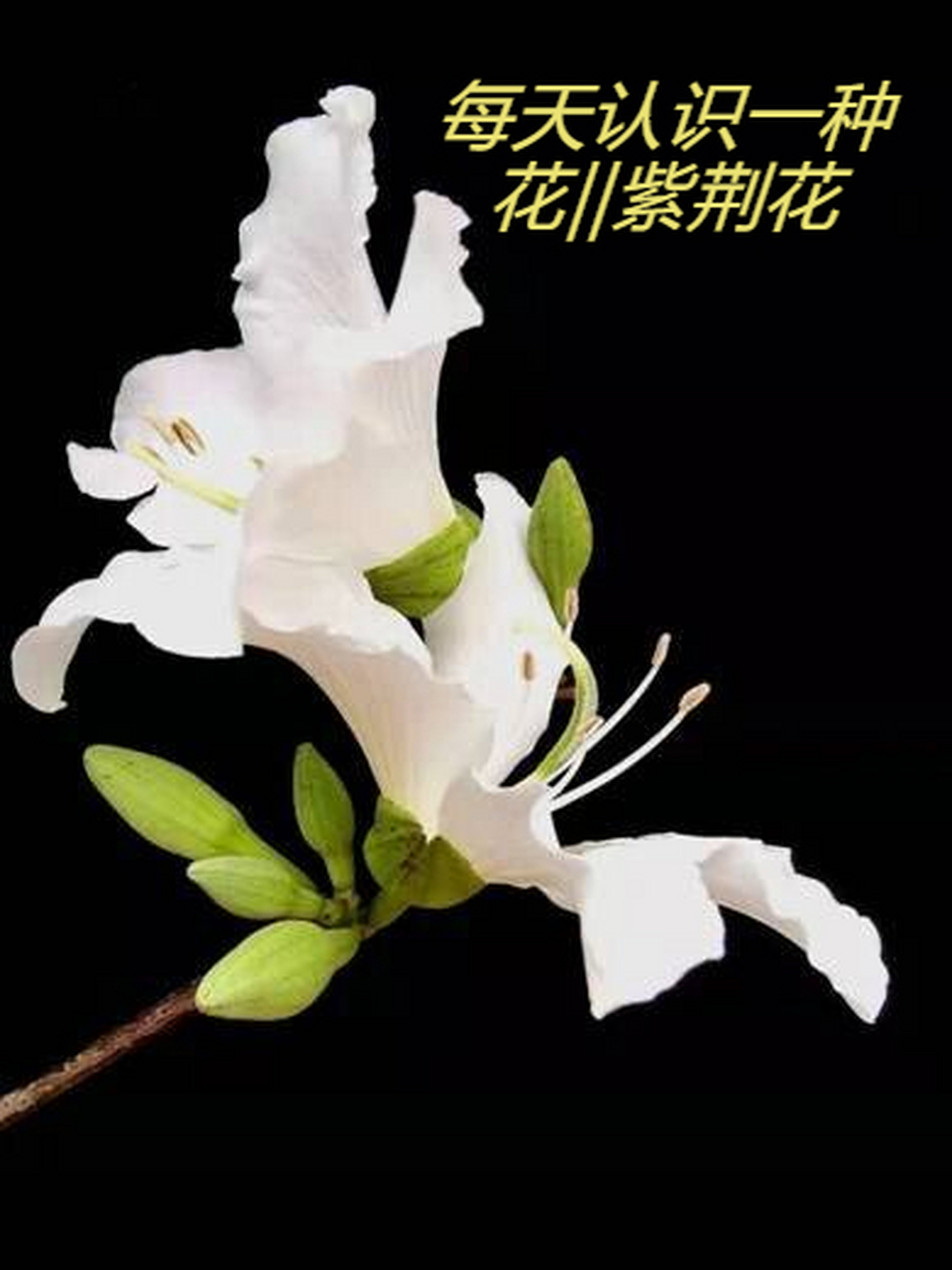 每天认识一种花‖紫荆花  紫荆花它的别名是红花紫荆,洋紫荆,红花羊蹄