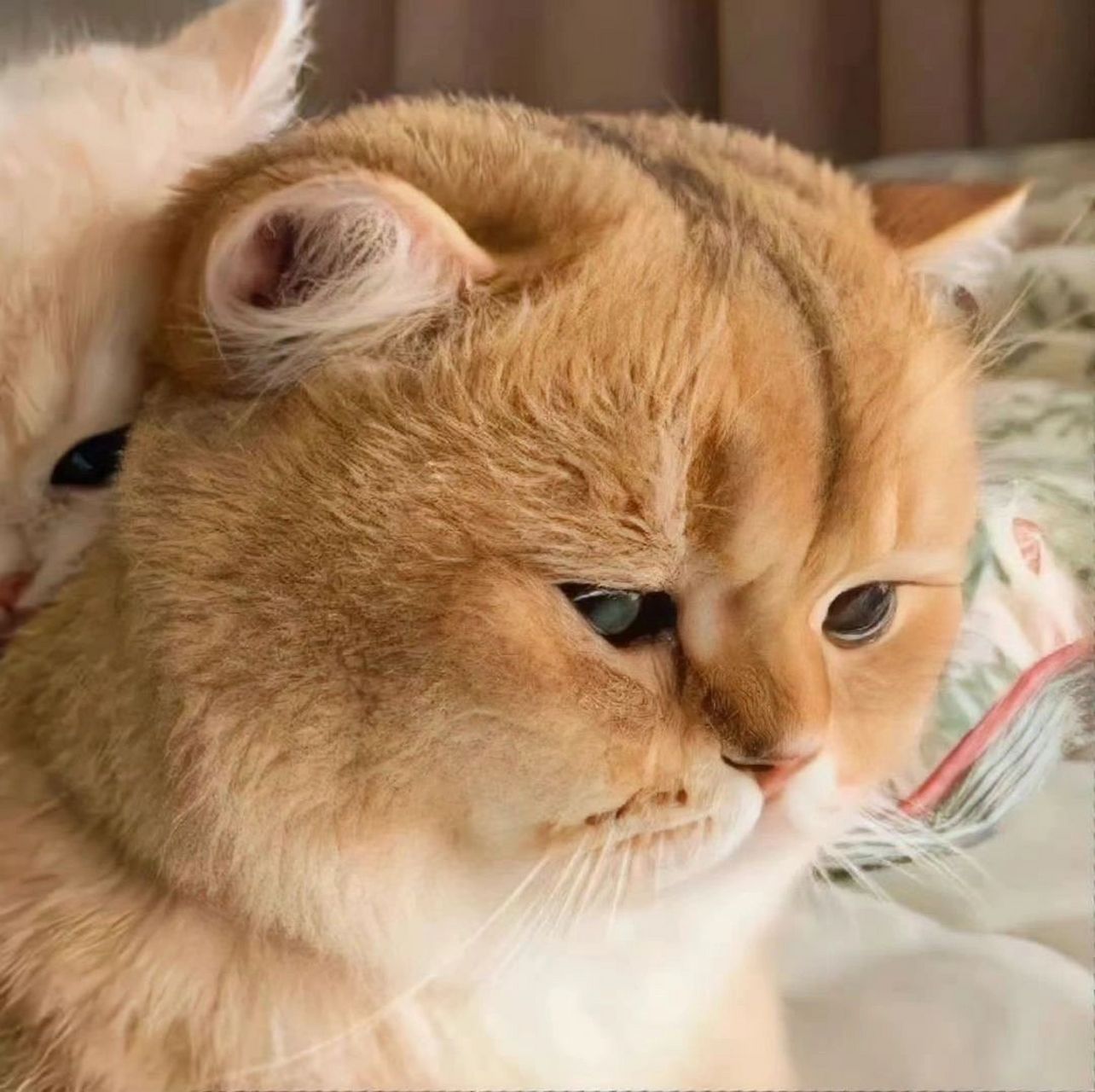 可爱猫猫情头,快和喜欢的人一起换吧[期待]