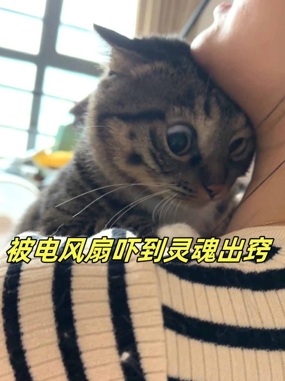 被电风扇吓到灵魂出窍  自出生以来,臭卷还未曾有机会见识过电风扇这