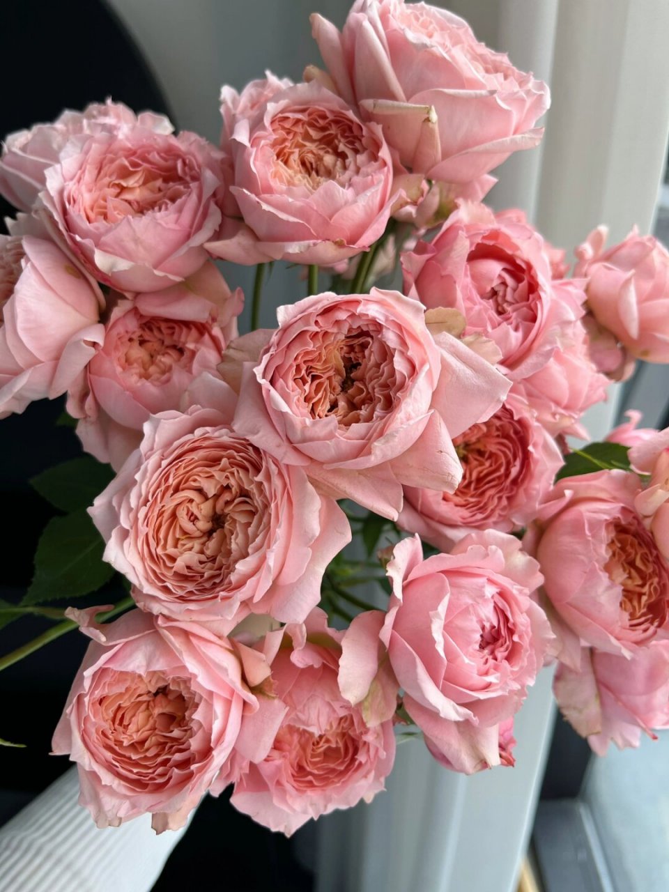 每日认识一种花材|朱丽叶塔多头玫瑰  朱丽叶塔多头玫瑰是一种美丽的