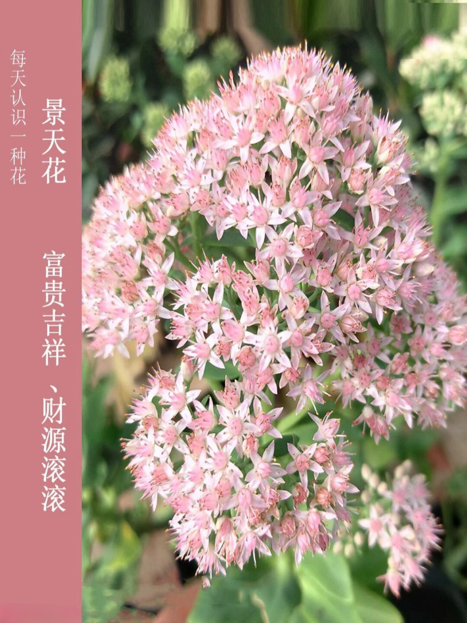 每天认识一种花——景天花  景天花:  别名:八宝景天,活血三七,对叶