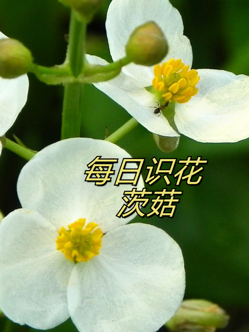 洪湖茨菇图片